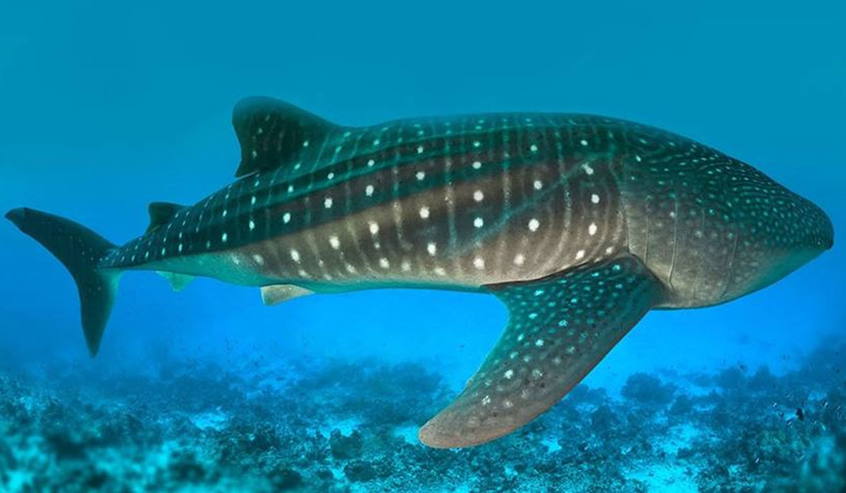 Ministry of Environment Grants First Permit for Whale Shark Tours
